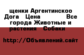 щенки Аргентинскоо Дога › Цена ­ 25 000 - Все города Животные и растения » Собаки   